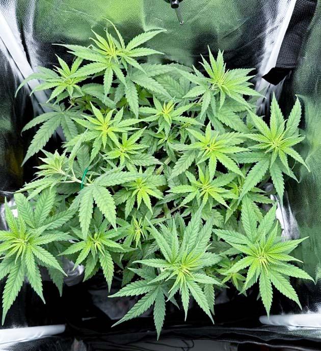 Начало цветения и состав удобрений Куст Mimosa Evo от Barney’s Farm на 6 неделе