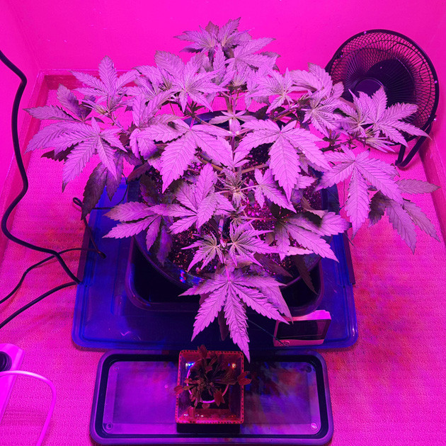 Стадия вегетации марихуаны Процесс вегетации марихуаны