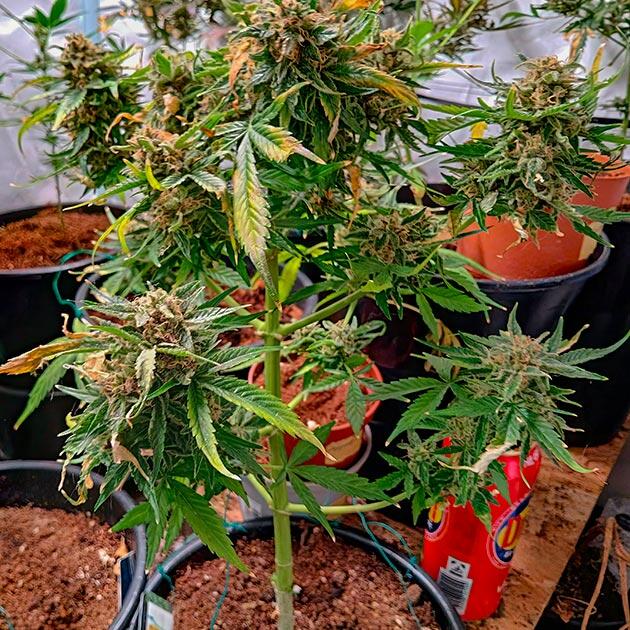 Куст Grandmommy Purple Auto от Herbies Seeds на 7 неделе