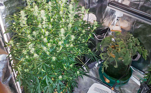 Появление легкого аромата на 9 неделе Wedding Cheesecake Auto с другими растениями в боксе