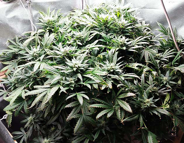 9 неделя выращивания Куст в гроубоксе на 9 неделе выращивания