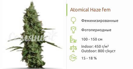 Atomical Haze fem от Paradise Seeds