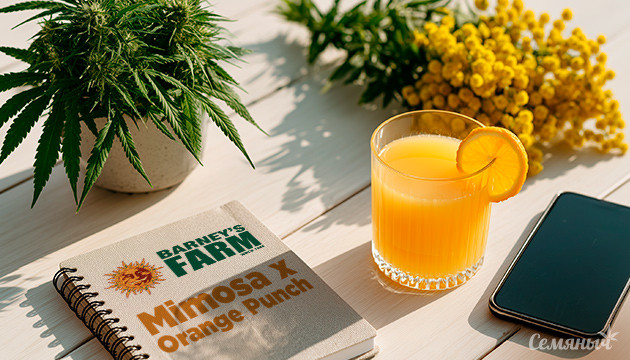 Выращивание сорта марихуаны Mimosa x Orange Punch от сидбанка Barney's Farm Гроурепорт сорта Mimosa x Orange Punch от сидбанка Barney's Farm