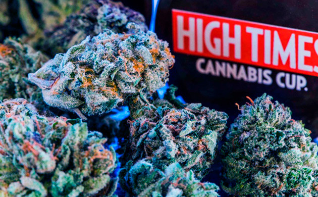 История происхождения сорта конопли Blue Dream Соцветия конопли Blue Dream