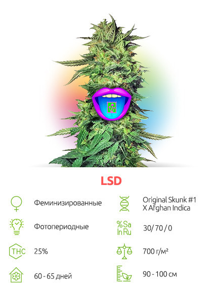 LSD от сидбанка Семяныч