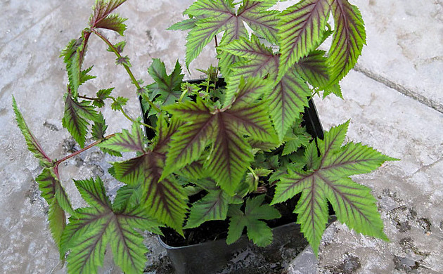 Растение лабазник дланевый Лабазник дланевый