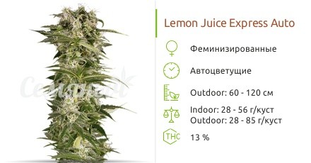 Сорт конопли Lemon Juice Express Auto Lemon Juice Express Auto fem от Humboldt Seeds