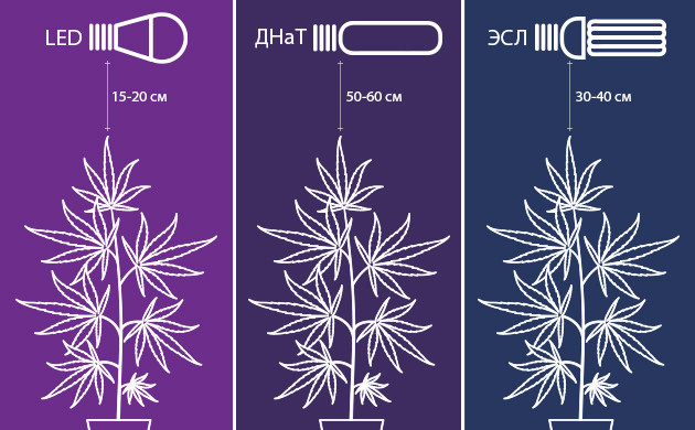 Расстояние от лампы до растения при выращивании конопли Расстояние от лампы до куста конопли
