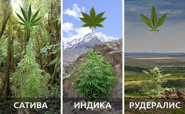 Влияние генетики на рост Высота сативы, индики, рудералиса