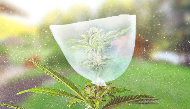 Изоляция соцветий от пыльца Защита соцветий хлопковым мешочком