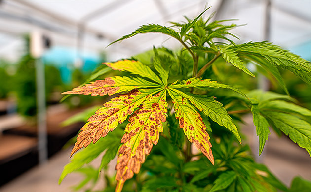 Как pH влияет на усвоение питательных веществ Дисбаланс питания и pH у каннабиса