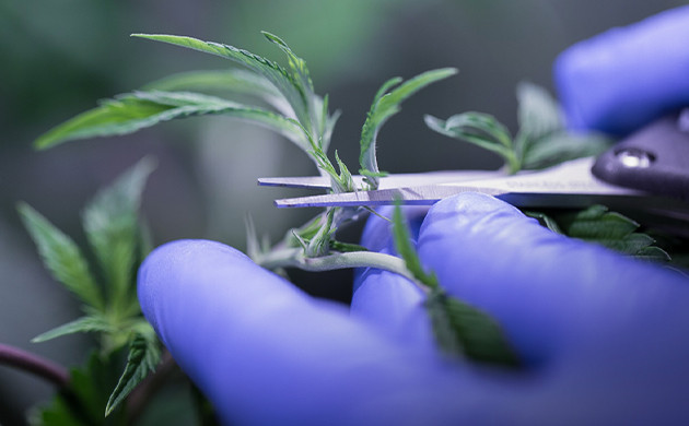 Фимминг конопли Фим обрезка конопли