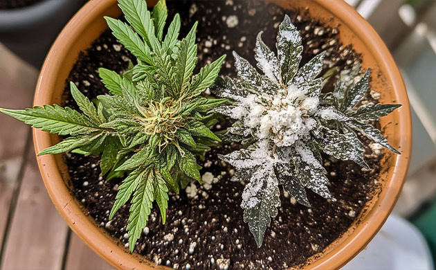 Как избежать плесени на конопле Профилактика плесени в грове