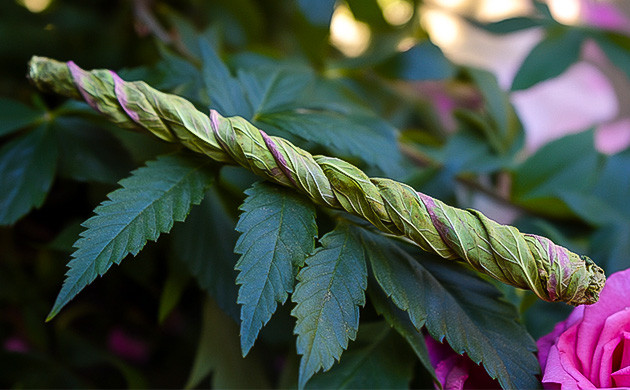 Самокрутки из лепестков роз Альтернатива бумаге: розовые лепестки