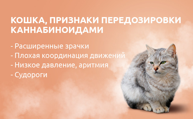 Передозировка каннабиноидами у кошек