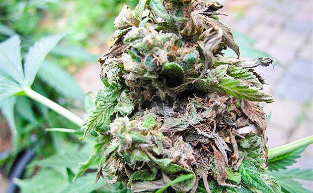 Инфицирование серой гнилью Серая гниль на шишке