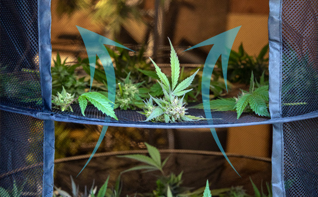 Сушилка из сетки для шишек марихуаны Сетка для сушки конопли