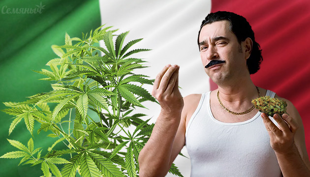 В Италии разрешили домашнее выращивание марихуаны Легализация в Италии