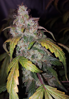 Шишка Auto White Widow на 10 неделе Сформированная шишка марихуаны Whote Widow auto