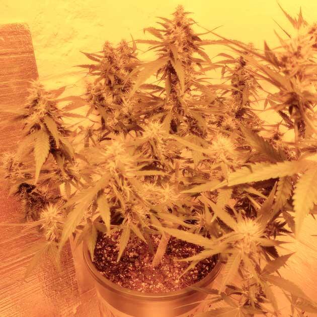 Формирование урожая марихуаны Соцветия конопли в активной фазе цветения с быстрым развитием