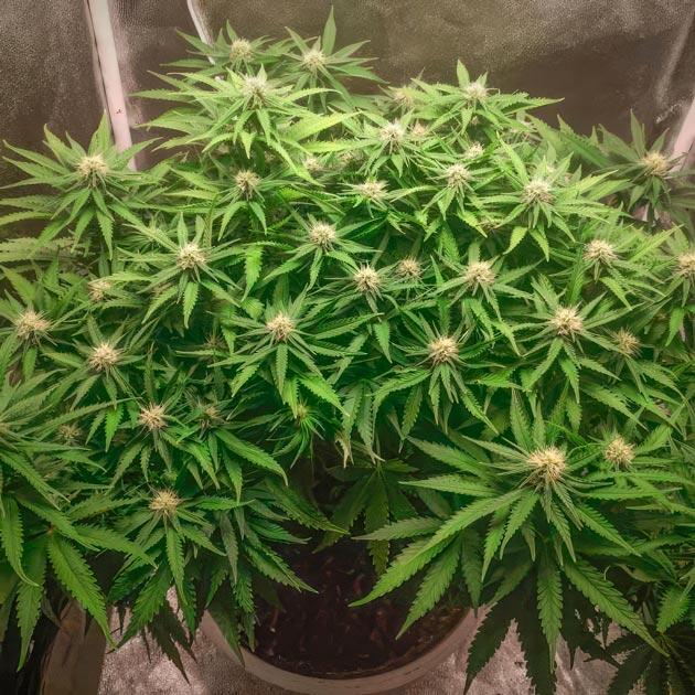 Высокая температура в гроубоксе Куст Super Silver Haze от GHS на 9 неделе развития