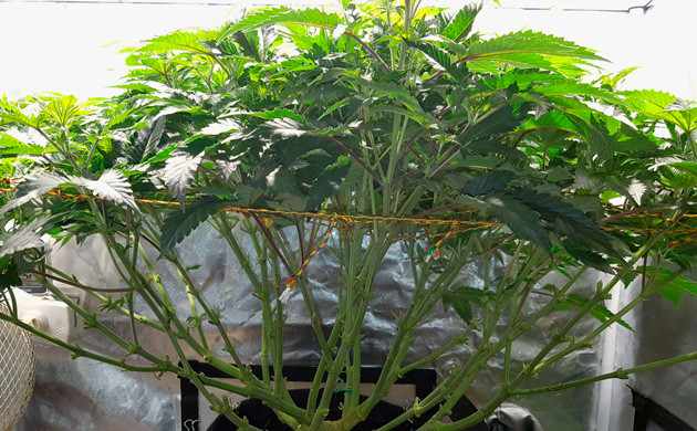 Начало цветения на 10 неделе Куст высотой 70-77 см