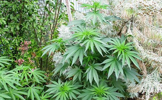 Десятая неделя вегетации Куст рост 124 см