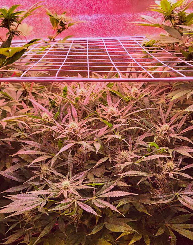 Появление цитрусового запаха у каннабиса Сетка ScrOG