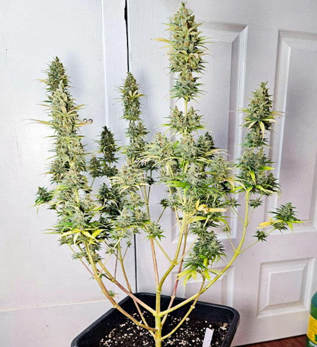 Пожелтение нижних листьев и удобрения для каннабиса Куст Apple Betty от Herbies Seeds на 14 неделе