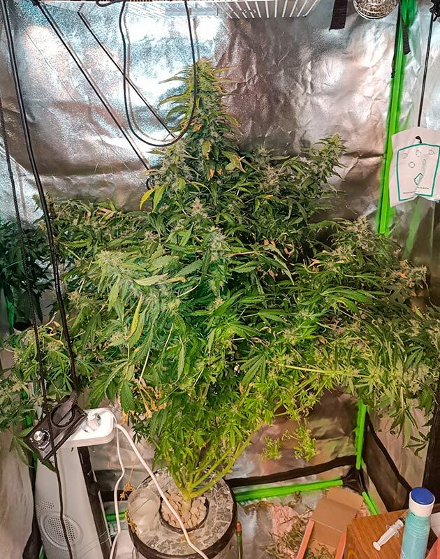 Вынужденный ранний харвест из-за плесени Шишки каннабиса на пике зрелости перед харвестом