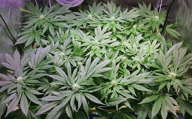 Куст конопли Конопля в гроубоксе