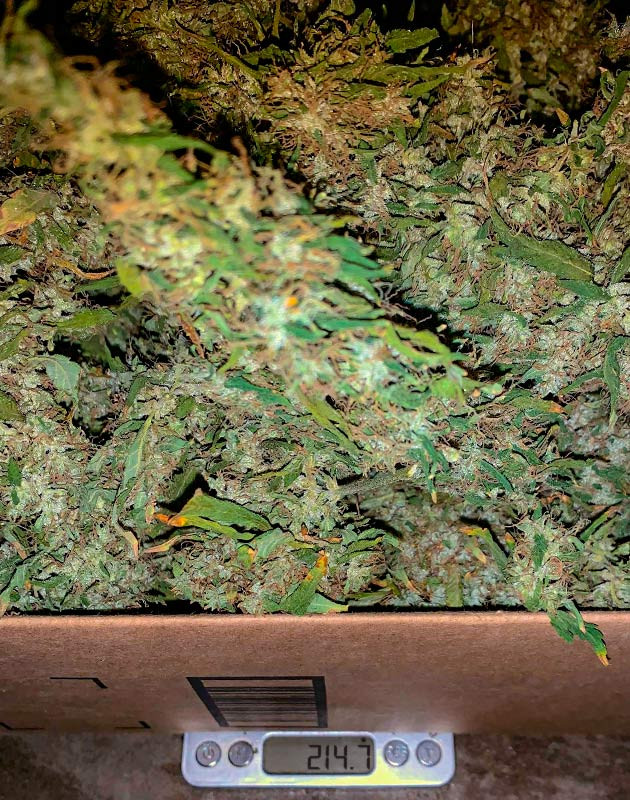 Харвест сорта марихуаны Meringue Собранный урожай 214 г после 17 недель выращивания