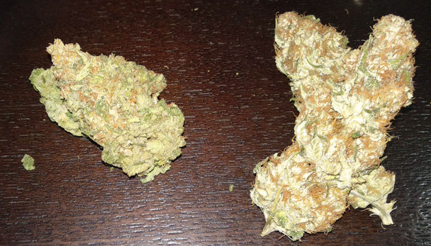 Урожай и эффект от сорта конопли LSD Собранный урожай