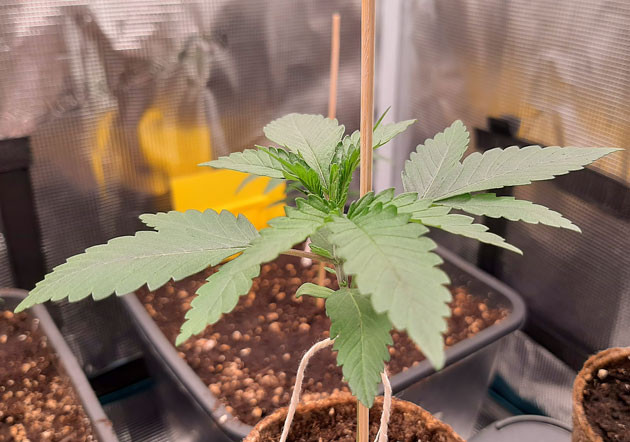 Проращивание семени и удобрения Росток Fullgas от сидбанка Green House Seeds