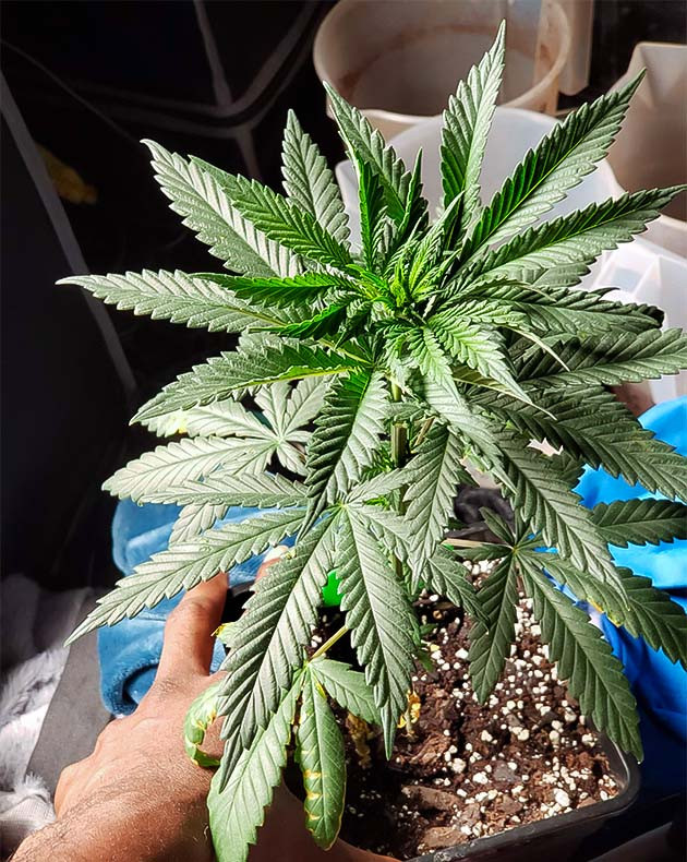 Проращивание Runtz Punch Проращивание семян конопли Runtz Punch