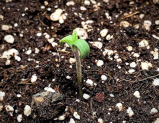 Проращивание Pineapple Chunk Проращивание семян конопли Pineapple Chunk