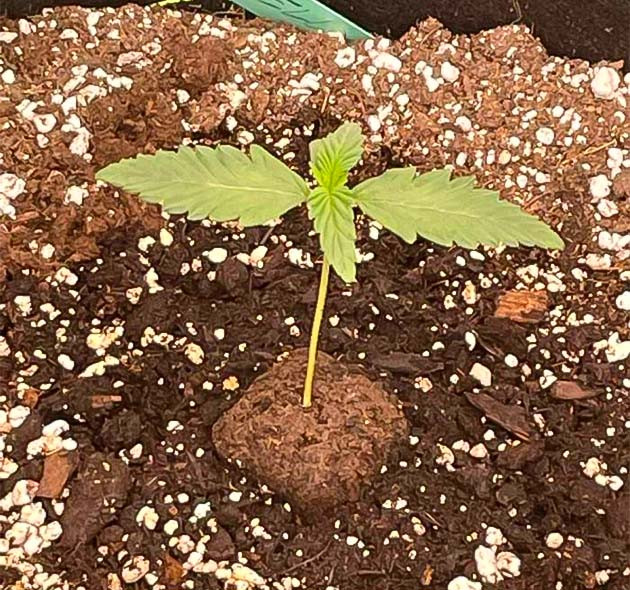 Развитие саженцев Росток Mint Jelly Auto fem от Humboldt Seed Company на 1 неделе