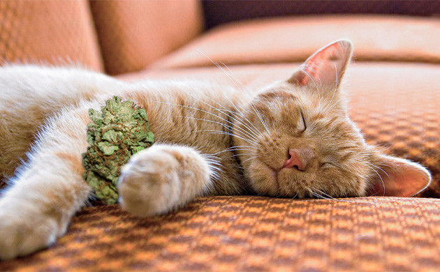 Налаживание режима сна индикой Спящий кот и шишка