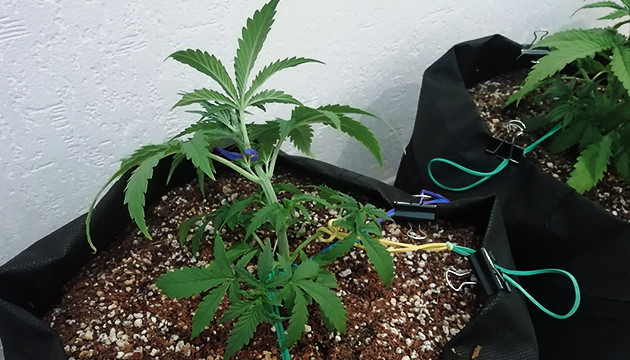 Использование метода LST Low Stress Training