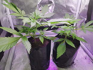 Два куста марихуаны Crime Caramel Auto от Семяныча