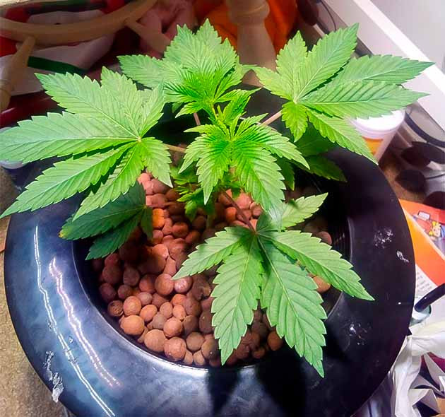 4 неделя выращивания каннабиса Strawberry OG Cookies R1 ростом 25 см