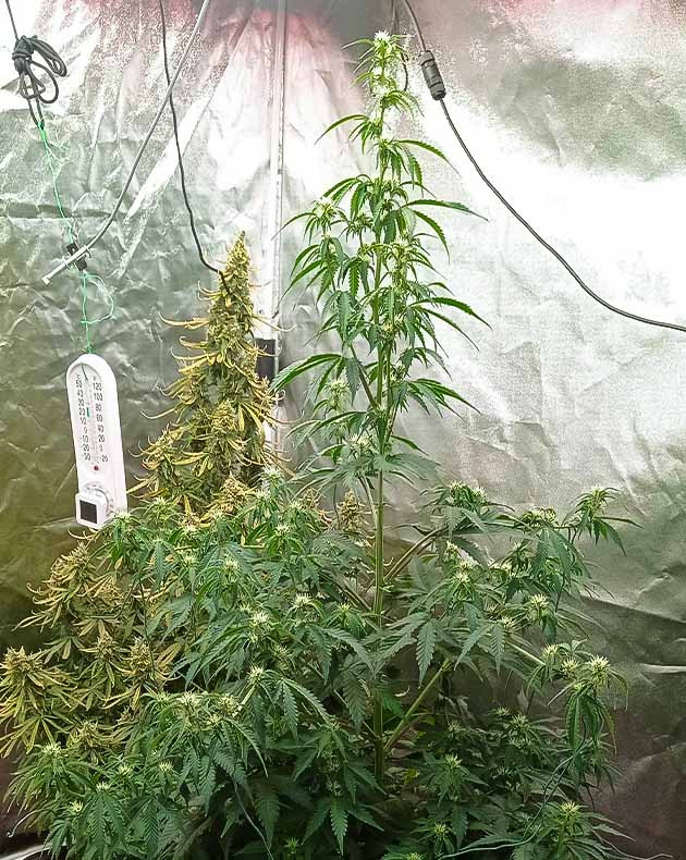 Перевод на цветение куста White Widow Auto Стимуляция цветения куста White Widow Auto