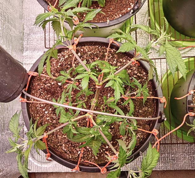 3 неделя роста каннабиса Техника LST конопли