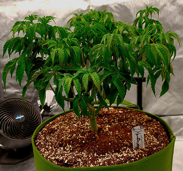 Дефолиация на 8 неделе выращивания Пересадка куста в 37 литровый гроубэг