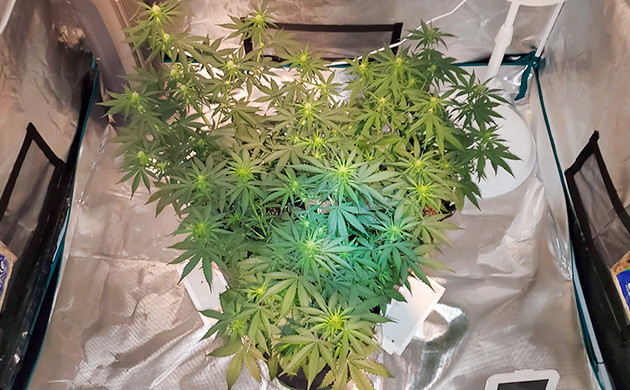 Выращивание сорта Auto Lemon Kix Auto Lemon Kix дефолиация на 5 неделе