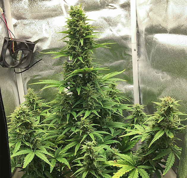 Восстановление куста после блокировки питания Auto Tutankhamon высотой 50 см