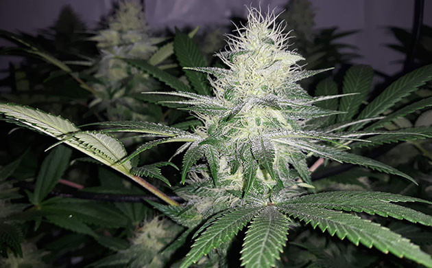 Появление фруктового запаха и фиолетового оттенка Шишка с белыми волосками