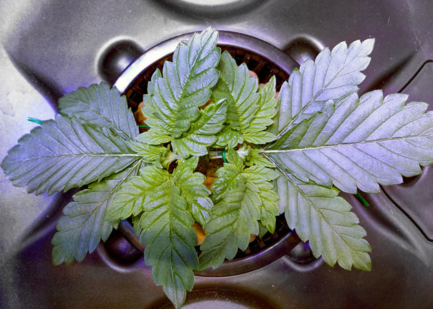 Использование техники LST Вегетация конопли