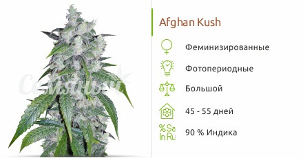 Сорт марихуаны Afghan Kush Afghan Kush от сидбанка Семяныч