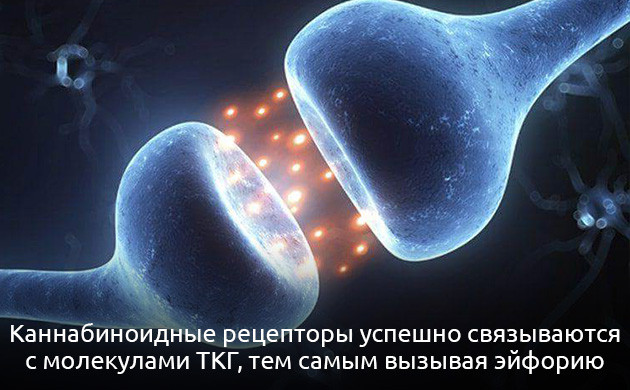 Анандамид: ключ к счастью Рафаэль Мешулам о анандамиде